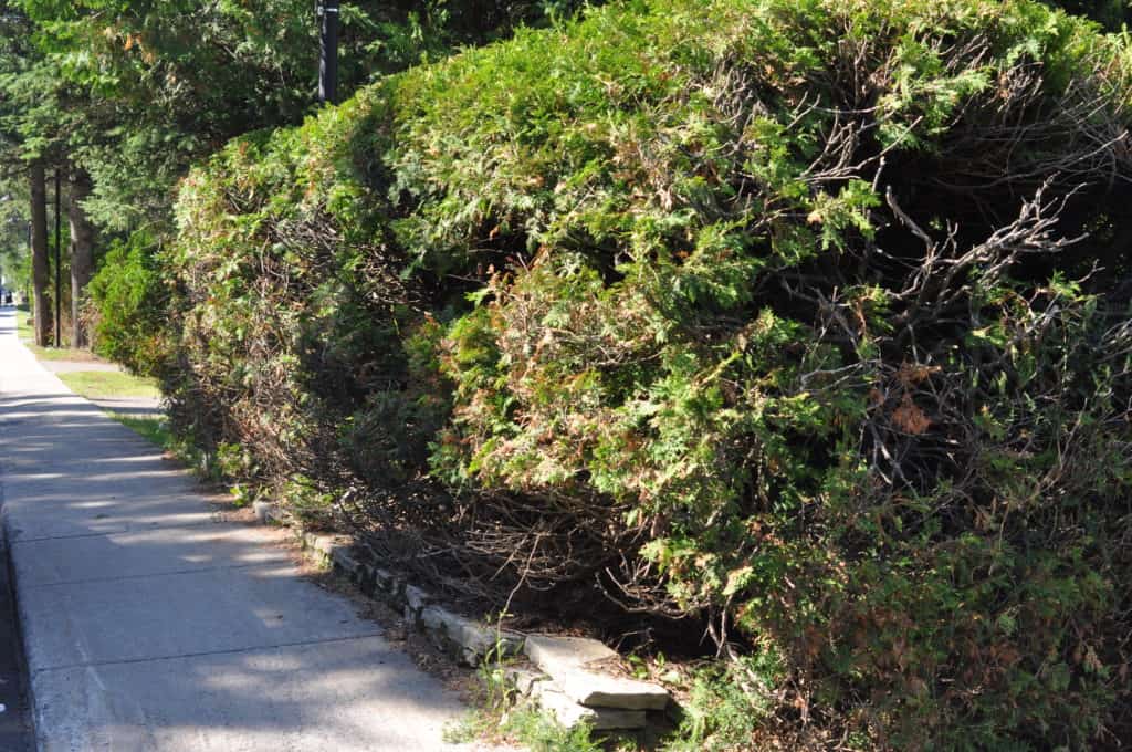 Les arbres et arbustes doivent être entretenus