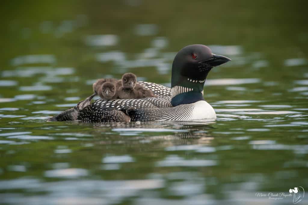 Appel à la vigilance sur le lac des Sables
