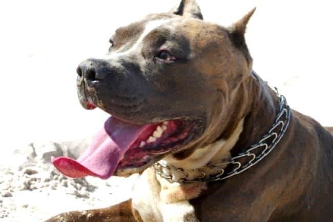 Chiens dangereux: Sainte-Agathe possède déjà sa réglementation