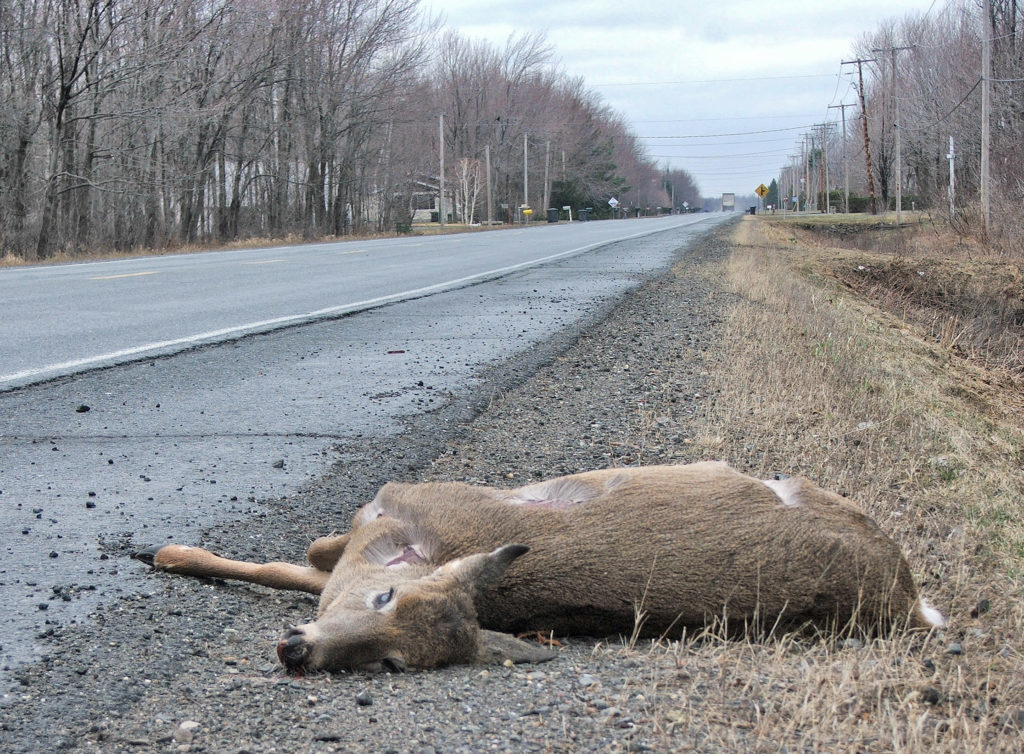 Attention aux chevreuils sur les routes