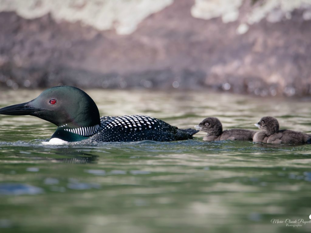 Bébés huards en péril sur le lac des Sables