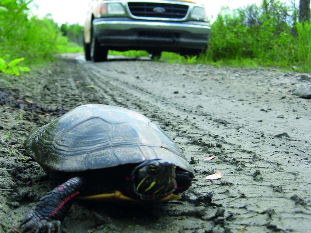 Mortalité des tortues: les photographier peut les sauver
