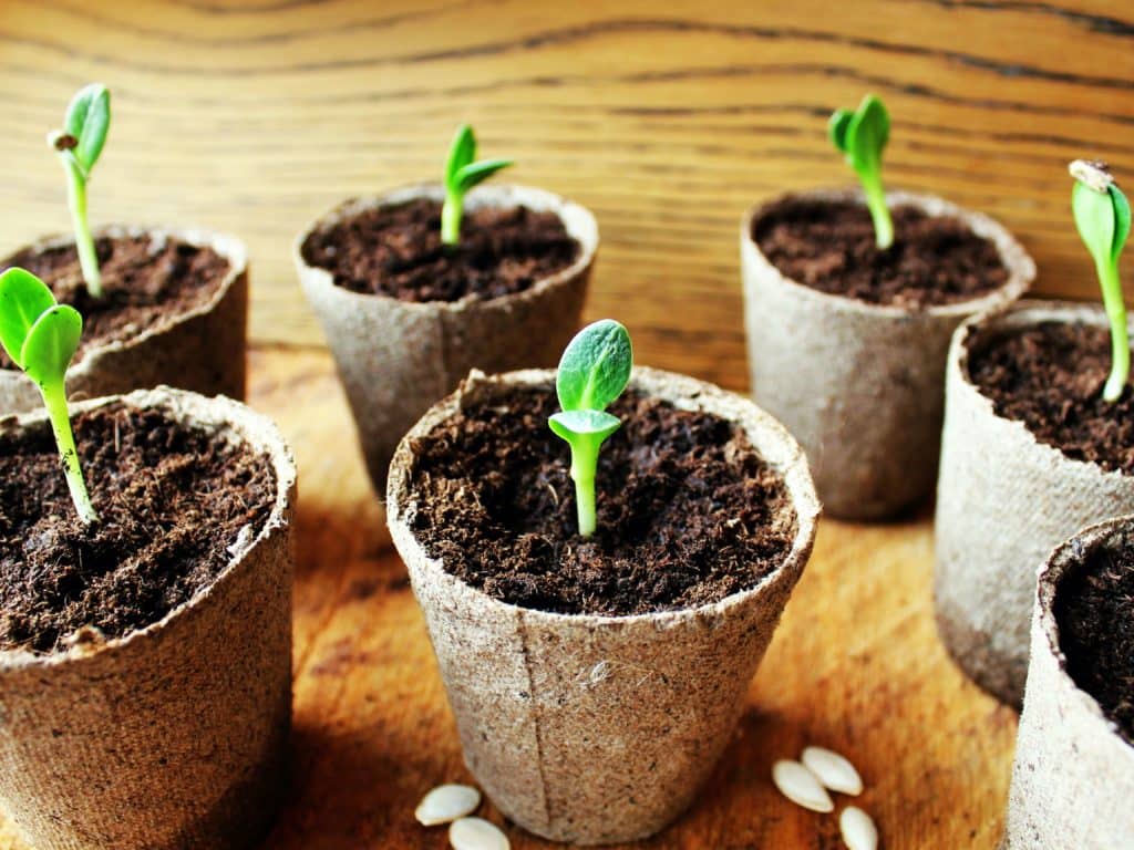 Produire ses légumes à l’année? Avec Hydromax Jardin Urbain, c’est possible!