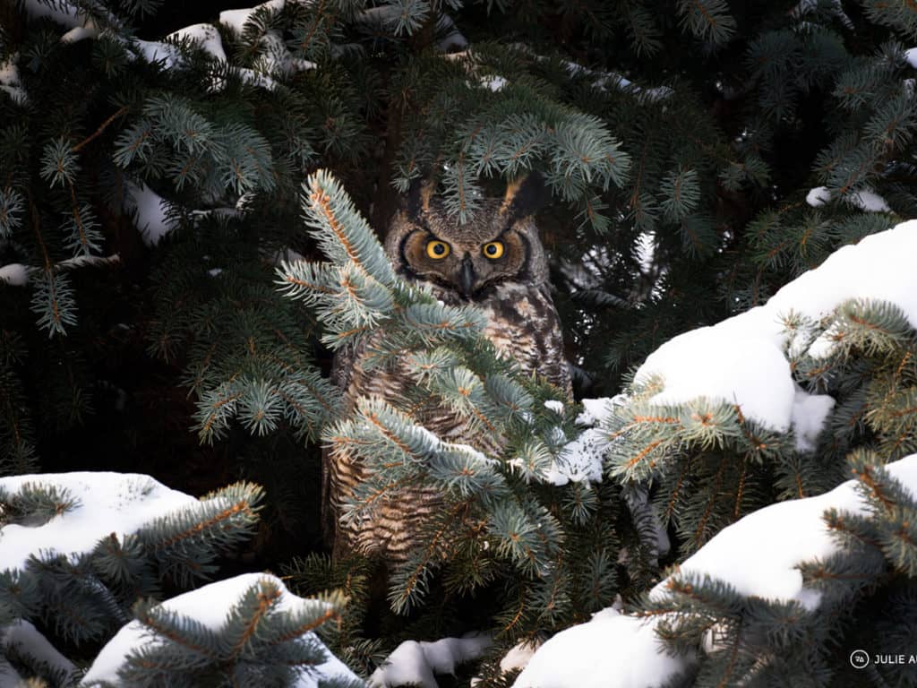 S’initier à l’observation de la faune