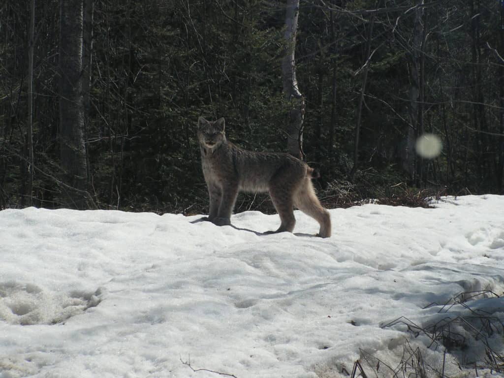 Apercevoir un lynx, inhabituel?
