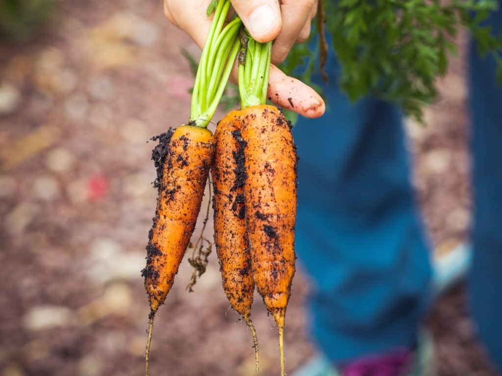 Pourquoi faire un jardin?