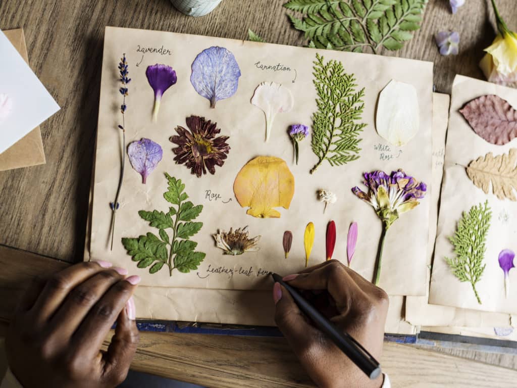 Comment faire un herbier?