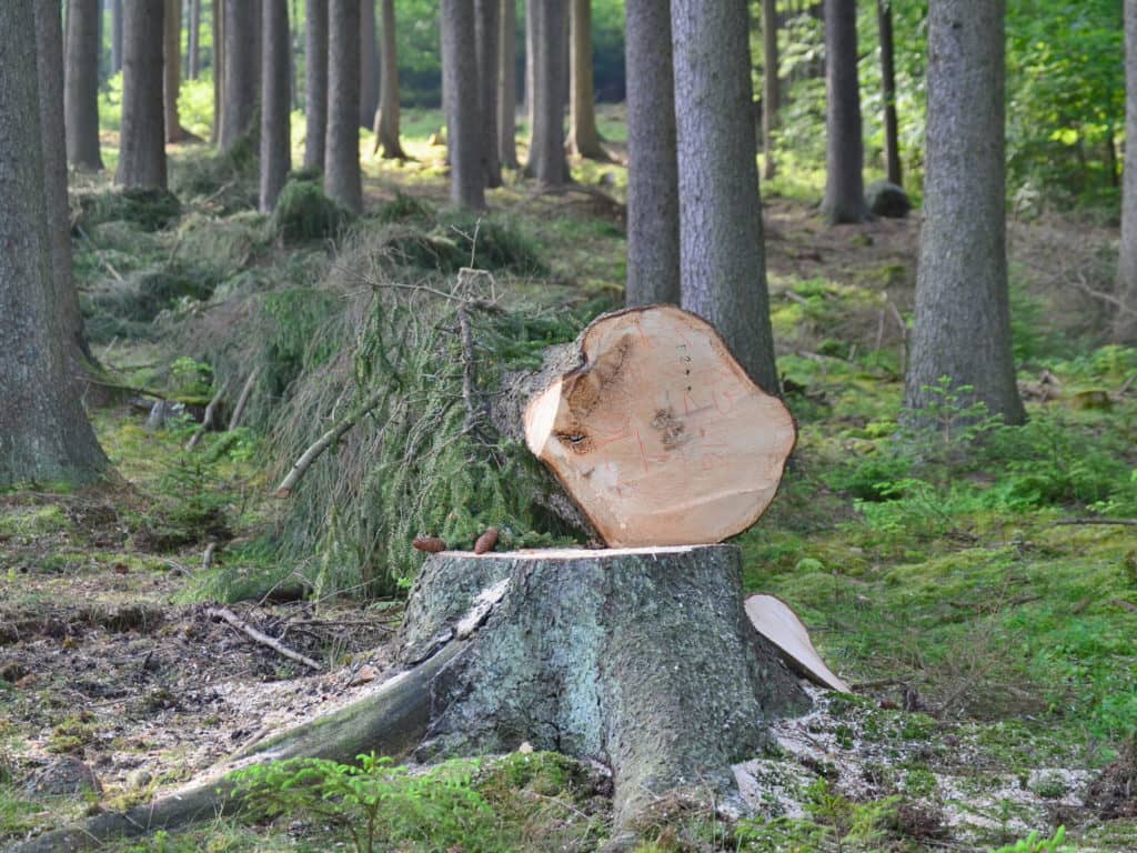 Secteur Fortin: une cohabitation nécessaire entre foresterie et activités de plein air