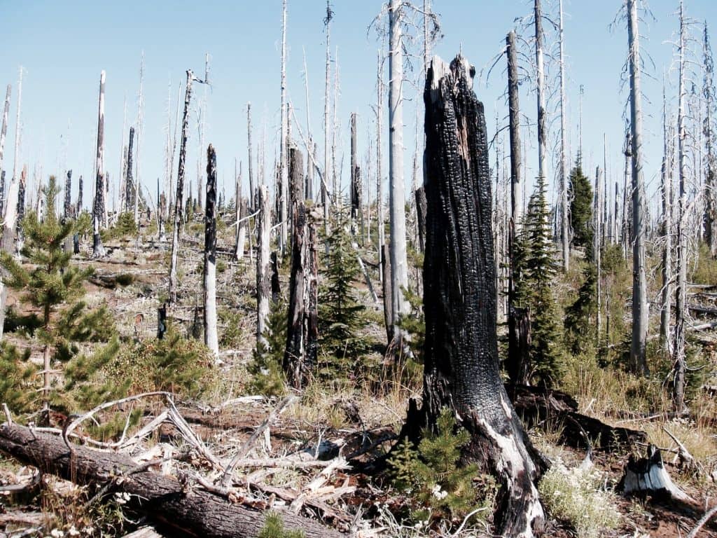 Interdiction des feux à ciel ouvert en forêt ou à proximité