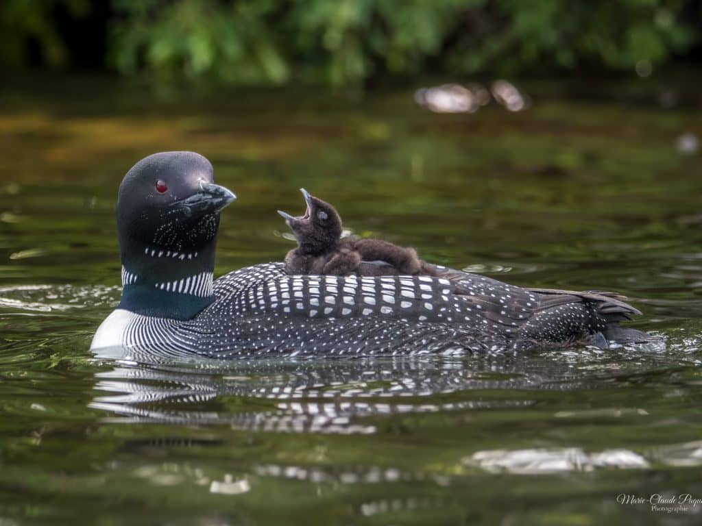 Gazouille le bébé huard est né
