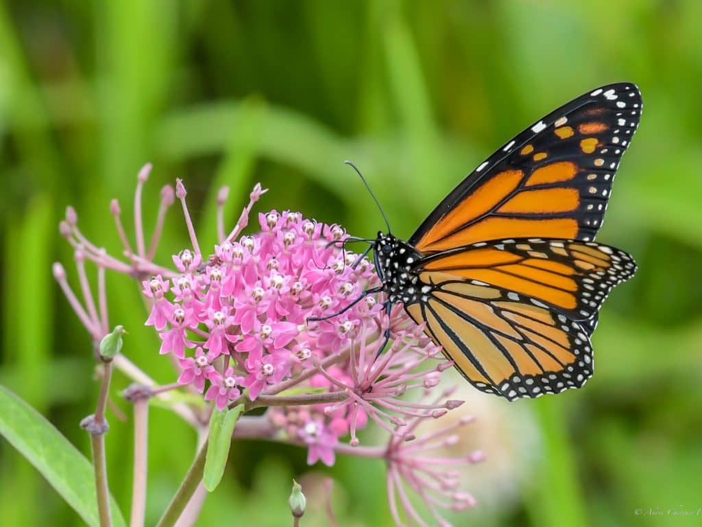Le monarque, ce papillon voyageur qui a besoin d’aide