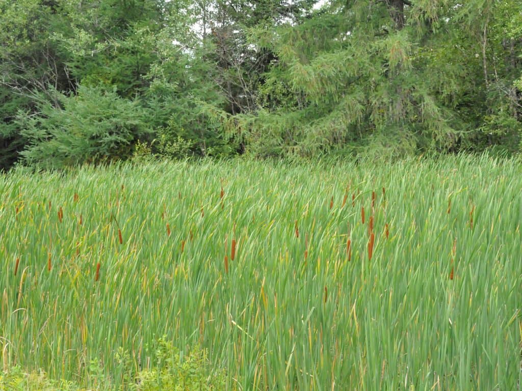 Abrinord veut déterminer la « valeur économique » de l’environnement