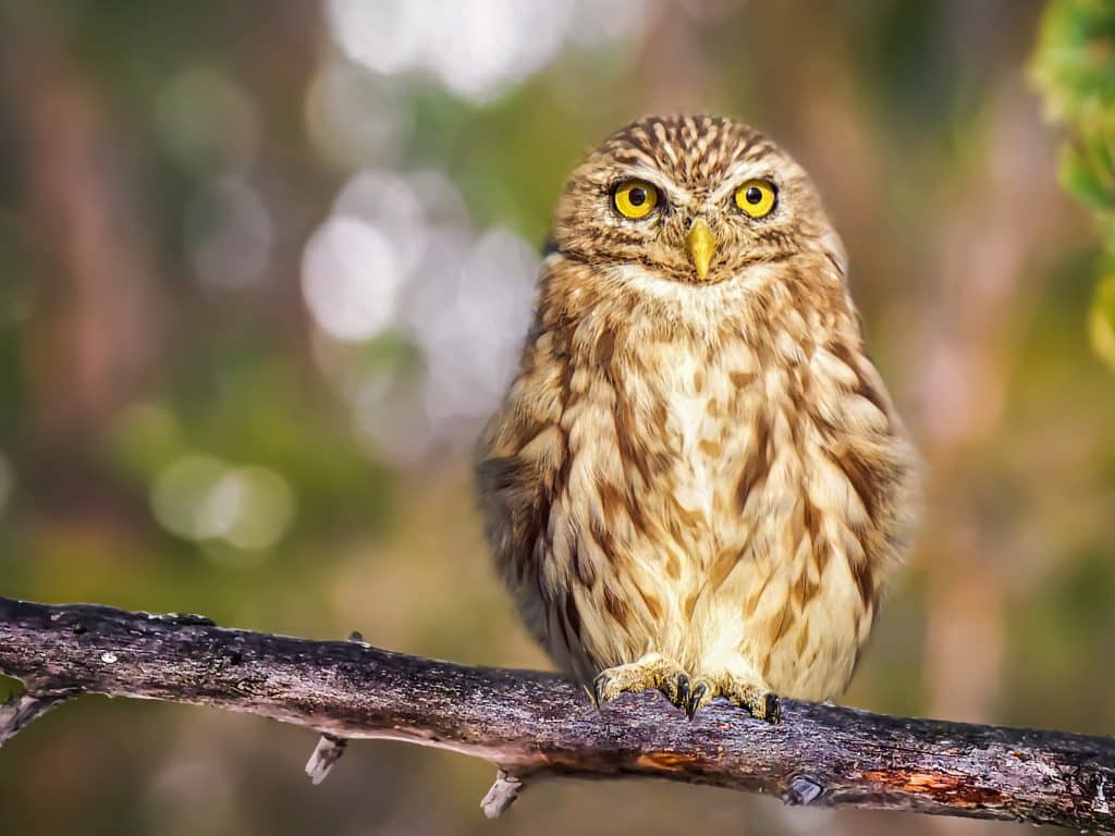 Conférence sur la réhabilitation des oiseaux sauvages