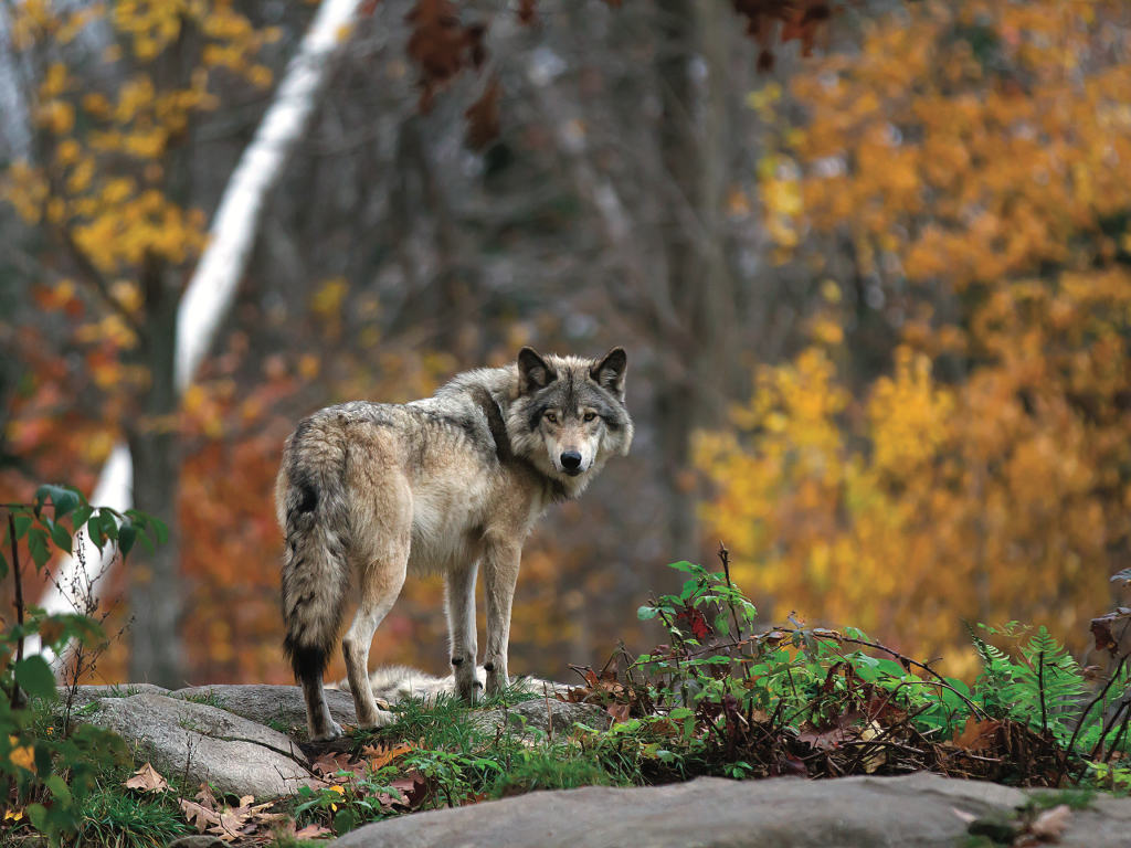 Pourquoi les loups?