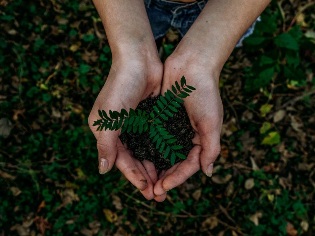 10 000 arbres distribués après le derecho