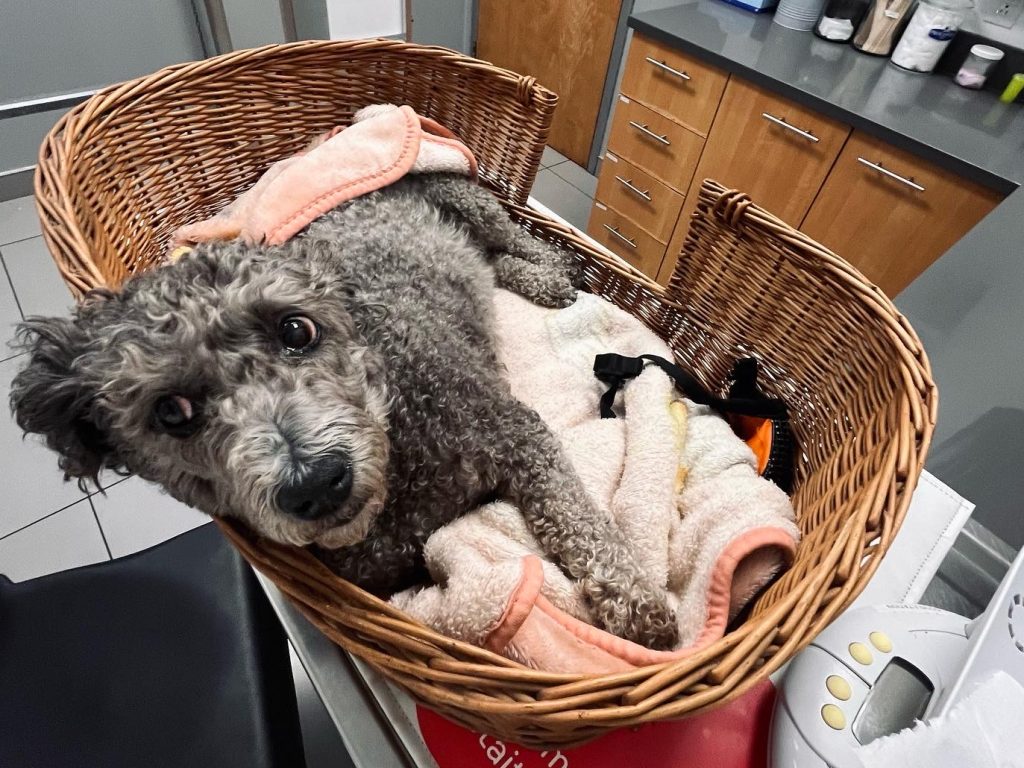 Un chien heurté par une voiture de police