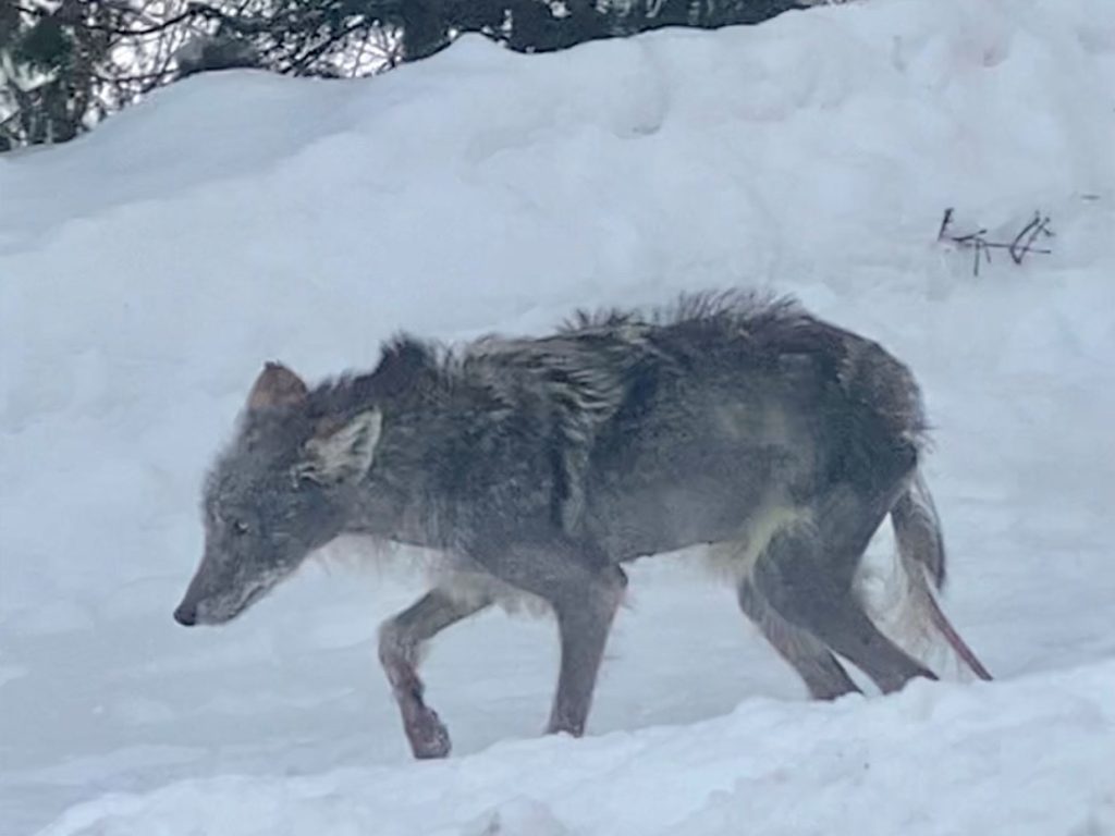Un animal malade soulève la sympathie à Val-David