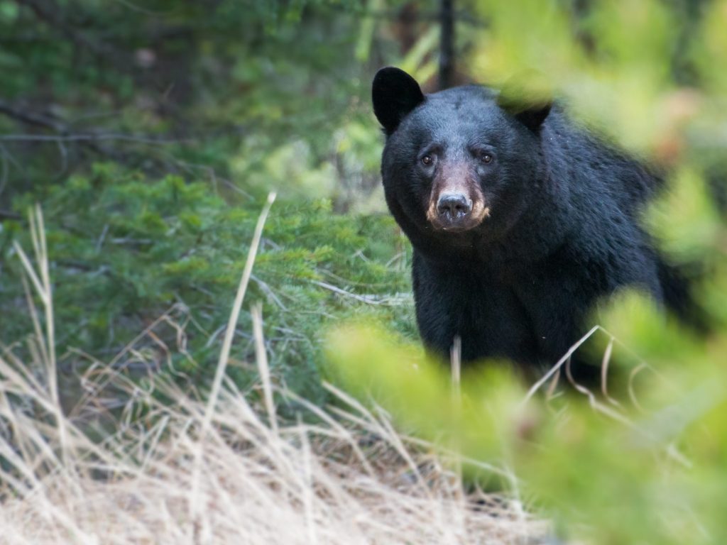 Le gros gibier et le dindon sauvage gonflent les statistiques