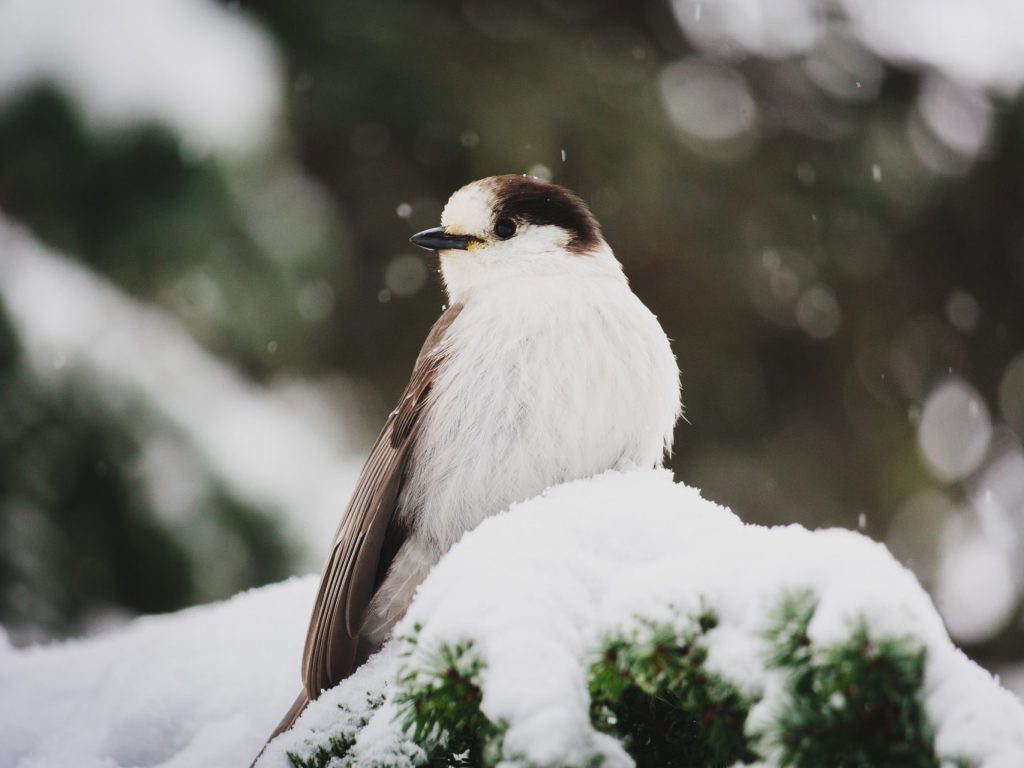 Du 17 au 20 février, sortez et écoutez le gazouillis des oiseaux