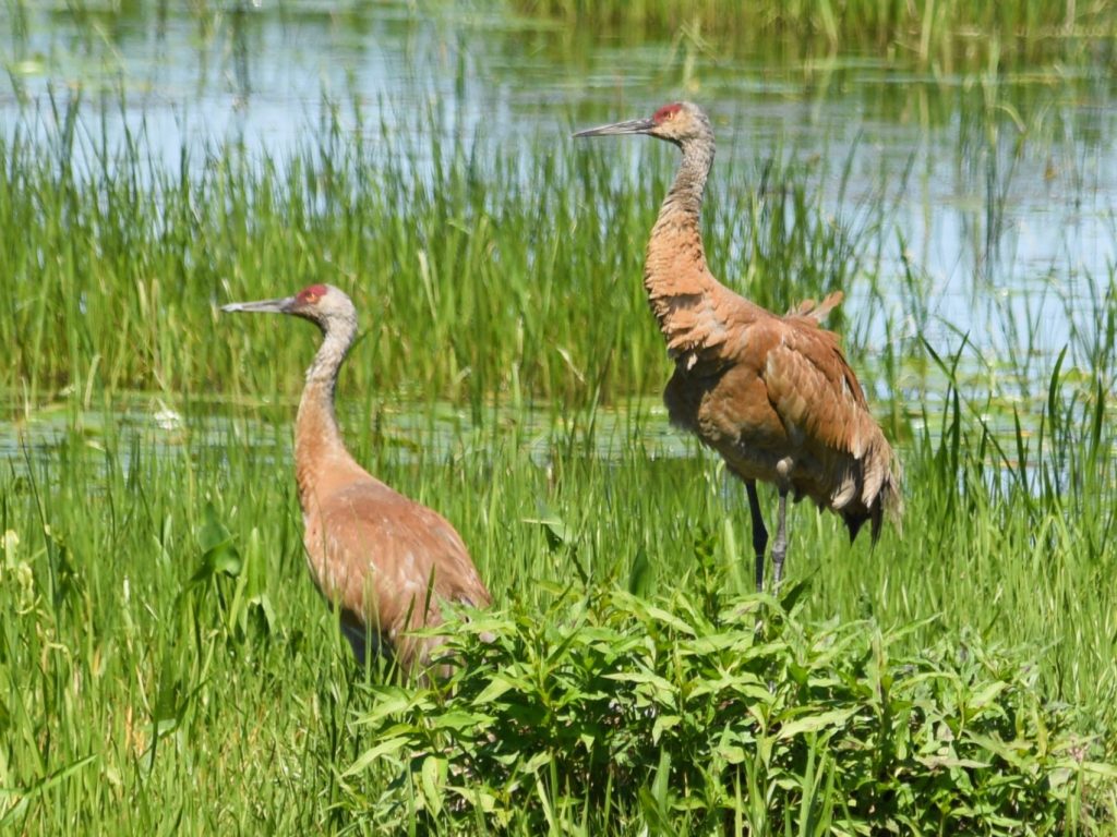 Une conférence sur la Grue du Canada