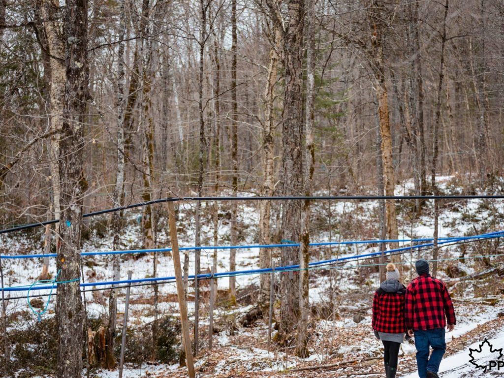Un test rapide pour analyser la qualité de l’eau d’érable
