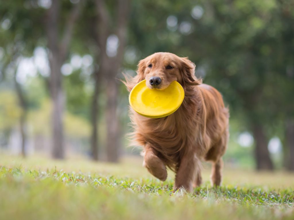 Comment jouer avec mon chien à l’extérieur?
