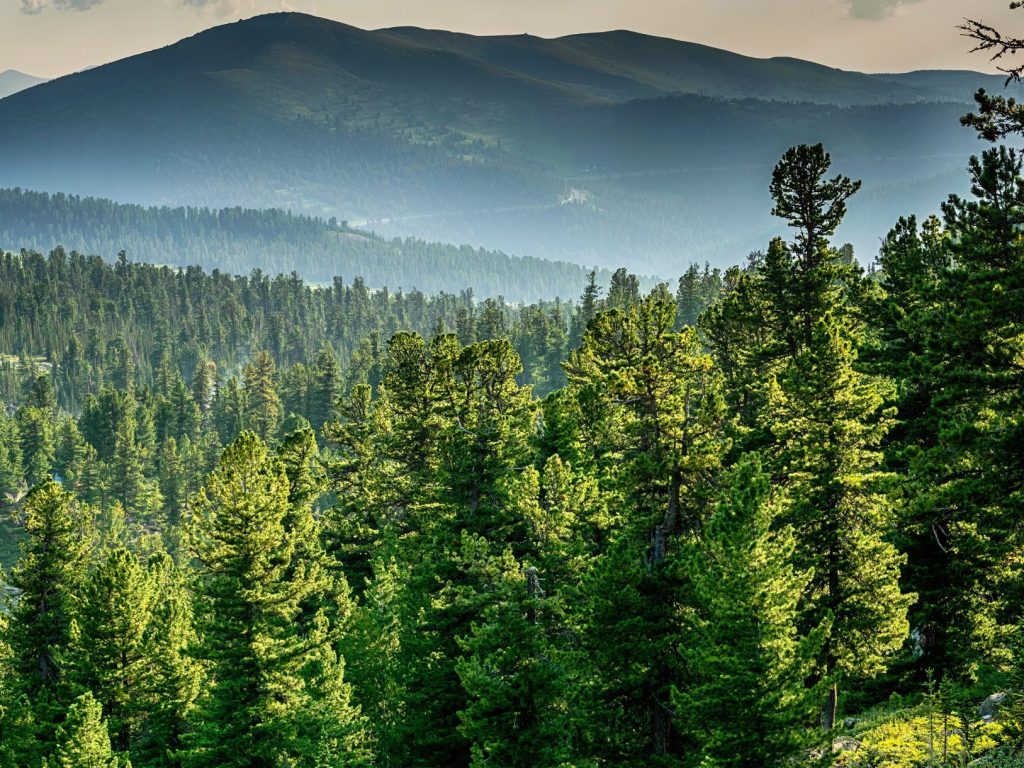 Des travaux d’inventaire forestier sont en cours dans les Laurentides