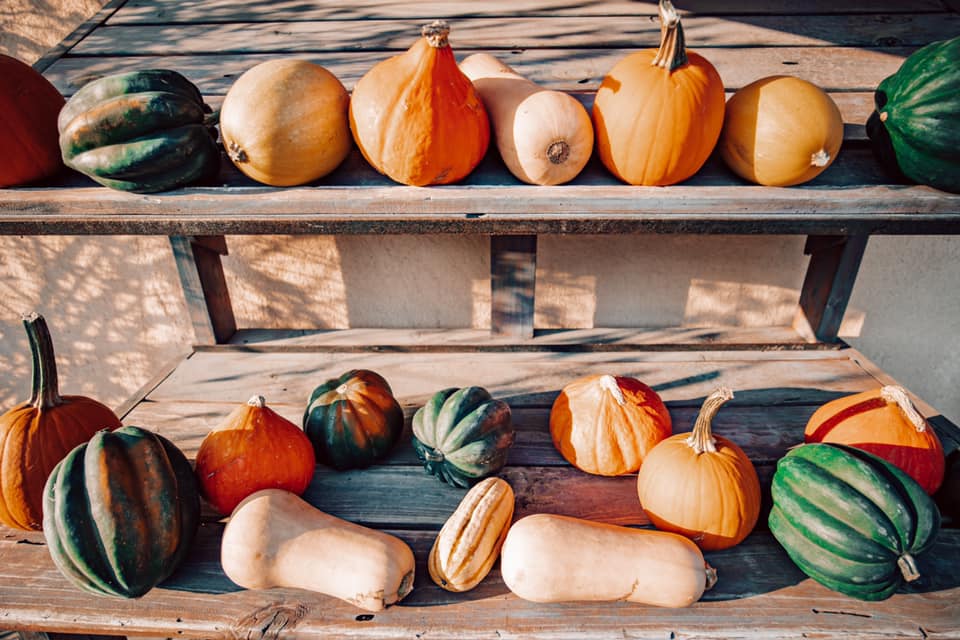 La saison des courges | Flamboyante diversité dans nos champs et nos assiettes