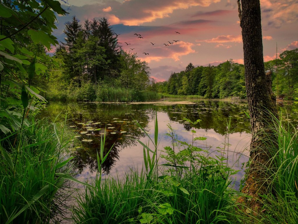 100 000 $ pour une proposition d’aire protégée dans la forêt Ouareau