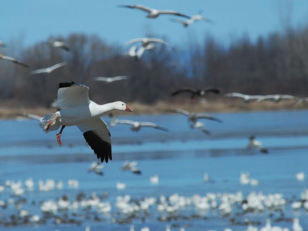 Une conférence pour démystifier la migration chez les oiseaux