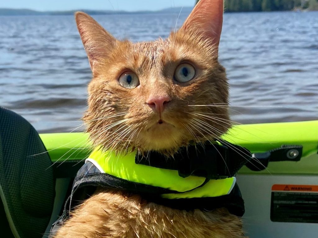 Mr Fergus, le chat chouchou des Laurentides au concours America’s Favorite Pet