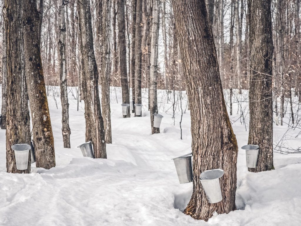 La forêt, une précieuse ressource pour les Laurentides