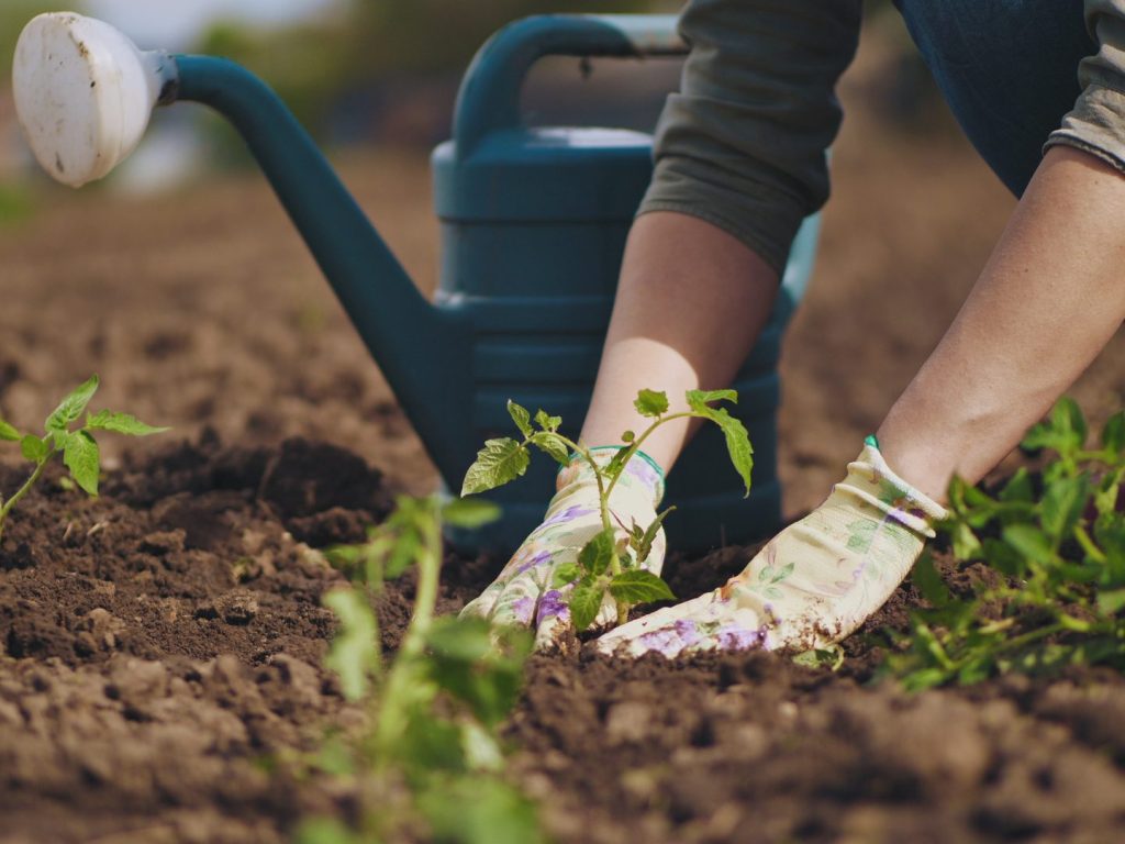 Guide pratique pour le jardinage au temps du printemps