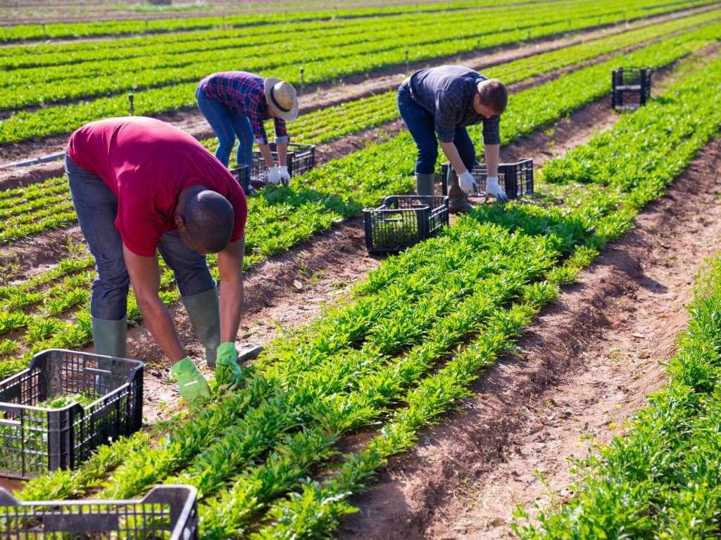 Moisson Laurentides lance un nouveau programme de glanage