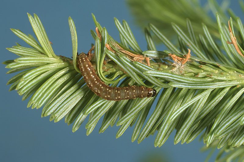 Tordeuse des bourgeons de l’épinette : Québec veut protéger les forêts laurentiennes