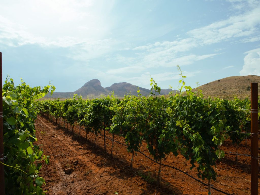 Los Milics : faire du vin dans le désert de l’Arizona