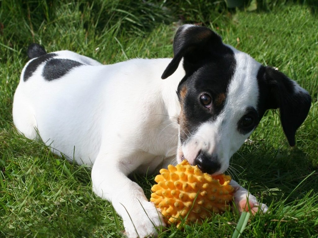 Comment jouer avec votre chiot?