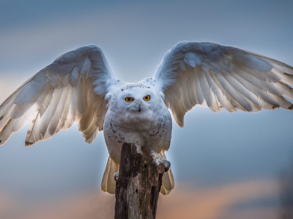 Conférence sur le comportement des oiseaux à Mont-Tremblant