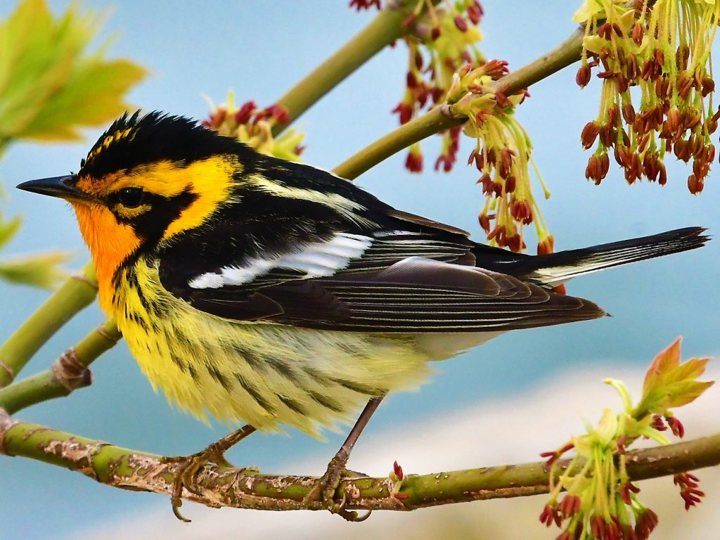Conférence ornithologique sur les parulines