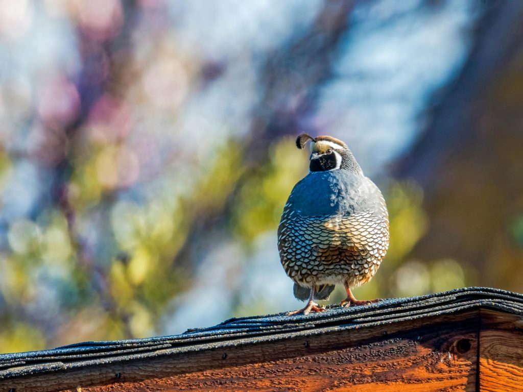 Comment protéger sa toiture des oiseaux?