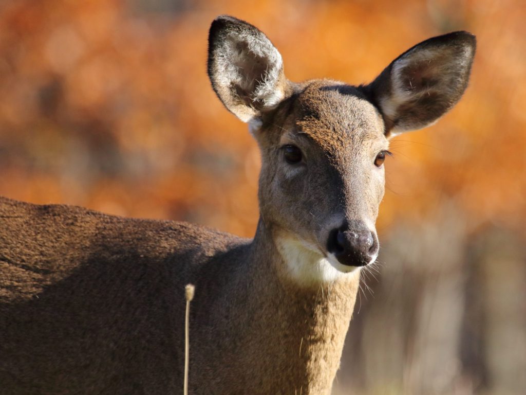 Quoi faire avant, pendant et après la chasse au cerf de Virginie