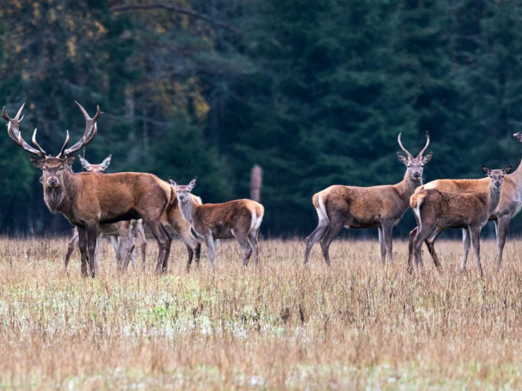 Une surpopulation de chevreuils peut nuire à la biodiversité