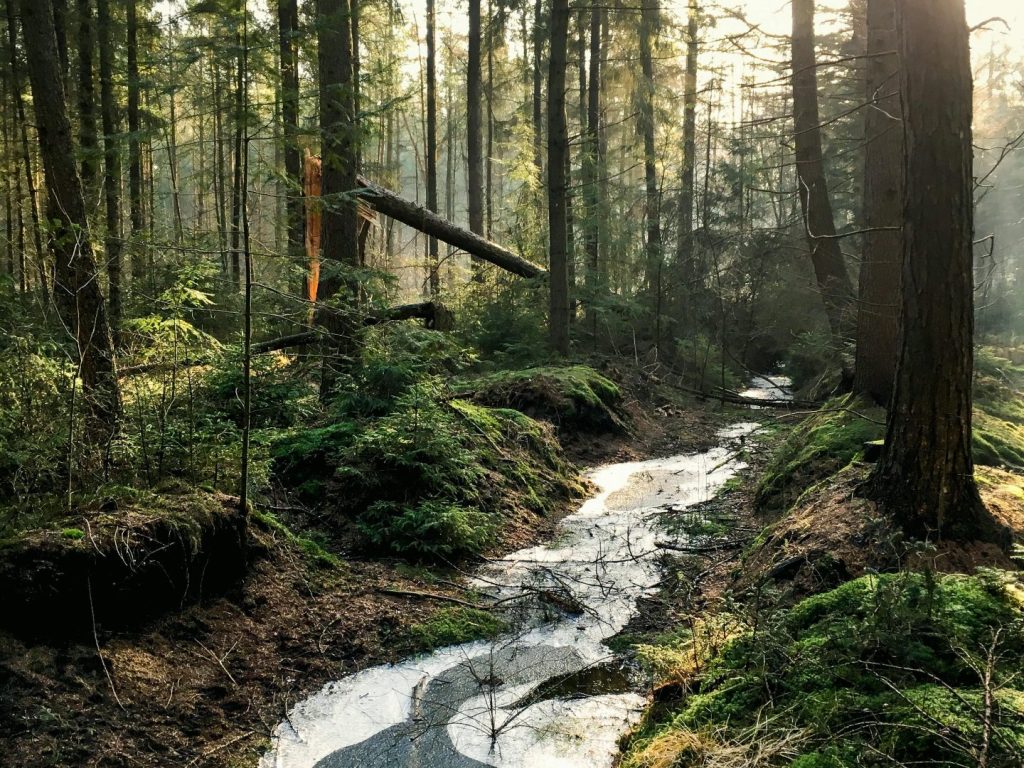 Éco-corridors : un plan stratégique pour protéger la biodiversité des Laurentides