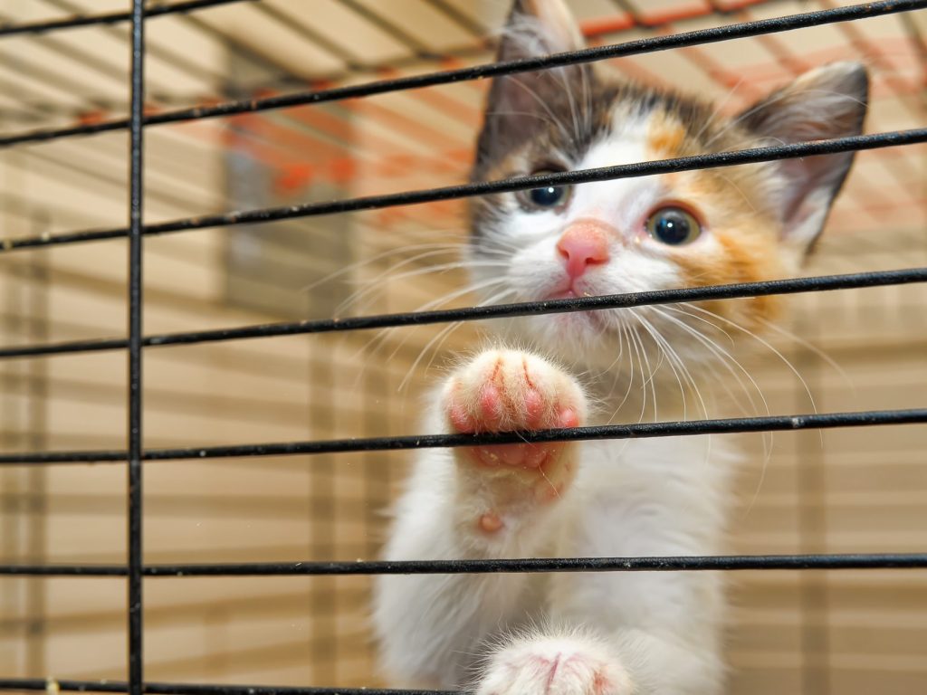 Baisse des adoptions à la SPCA Laurentides-Labelle