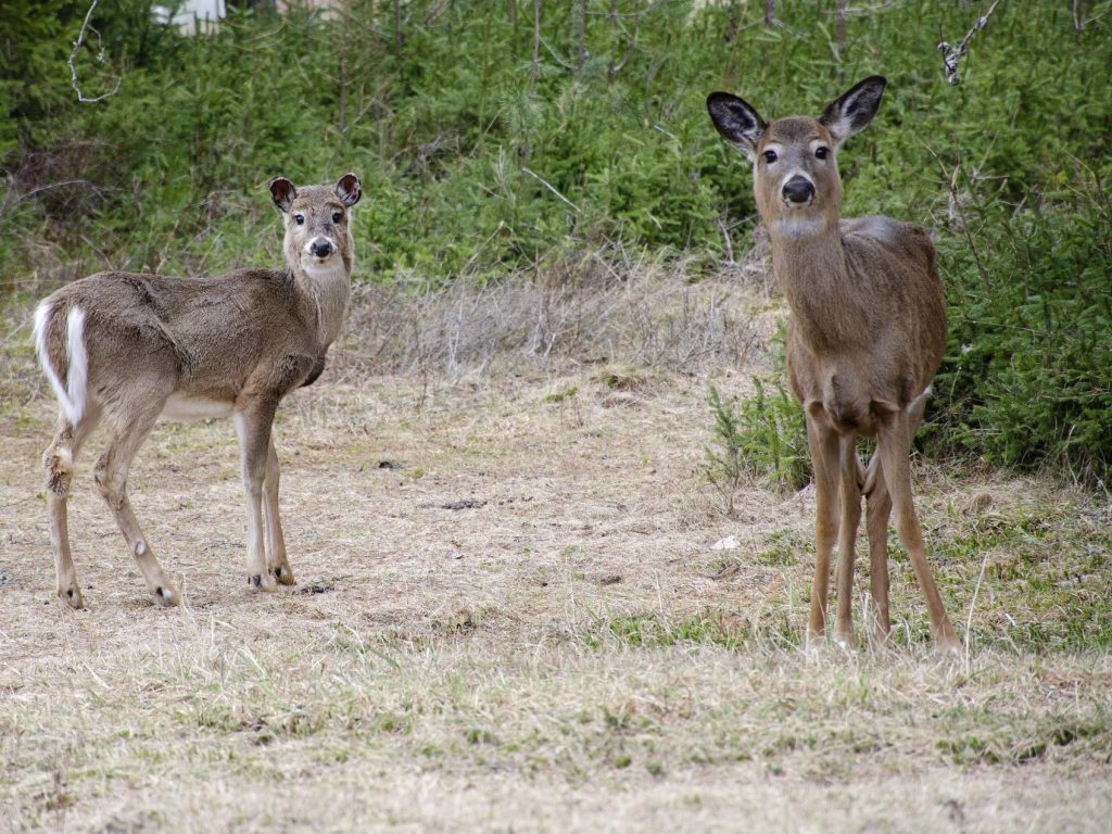 Une excellente année pour les chasseurs du Québec
