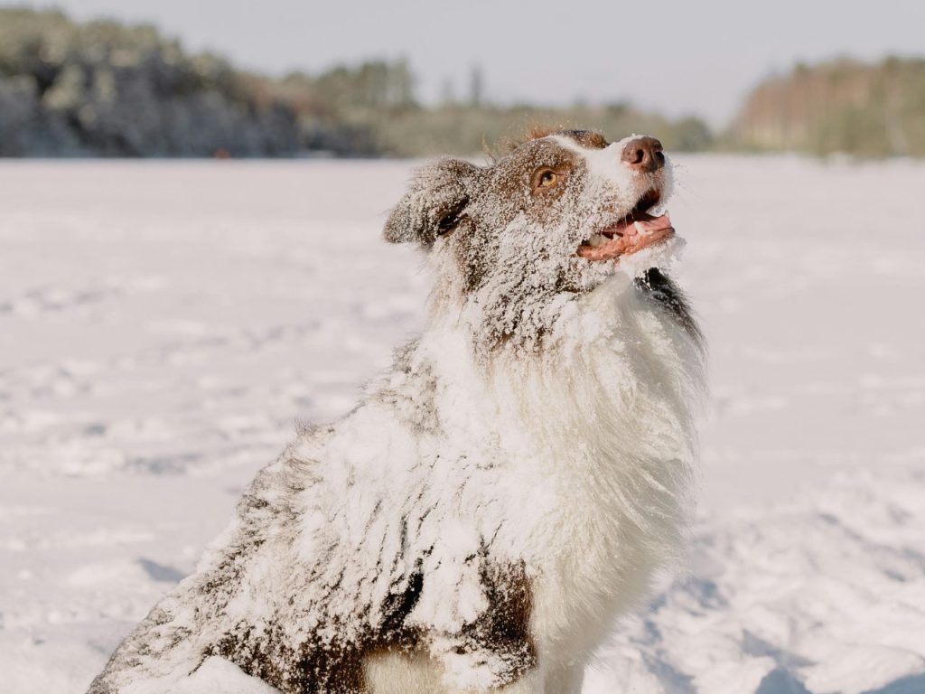Tourisme canin au Parc Éco-Laurentides