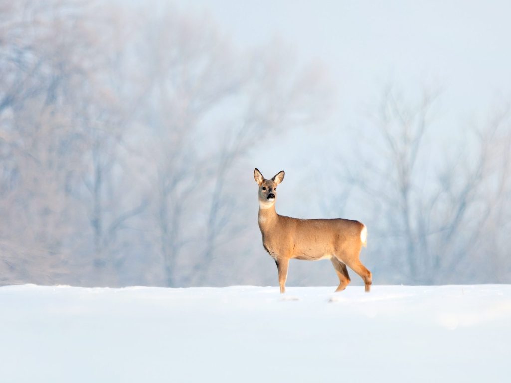 Rappel sur l’interdiction de nourrir les cerfs de Virginie