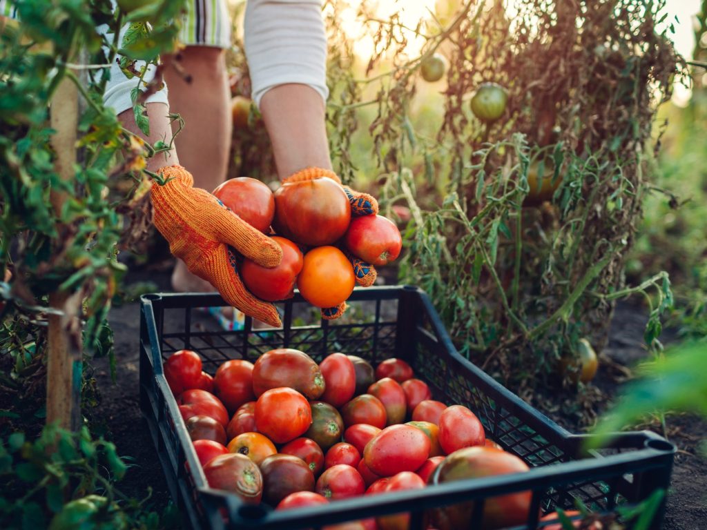 1,5 M$ pour le développement du secteur bioalimentaire