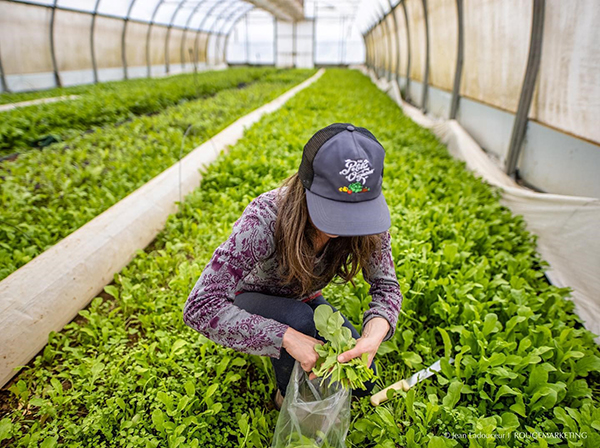 La saison des verdures asiatiques : fraîcheur et saveur dès le début du printemps